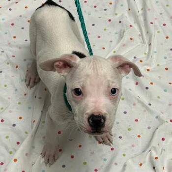 A1423423 -  Pit Bull Terrier Dog Available for Adoption in Las Vegas, Nevada - A1423423 | PetCurious