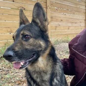 German Shepherd Dog Dogs Available for Adoption - Taz PC | PetCurious