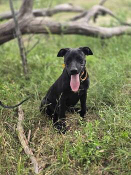 Rescue Mixed Breed Dogs for Adoption in Kempner, Texas - Sugar Plum | PetCurious