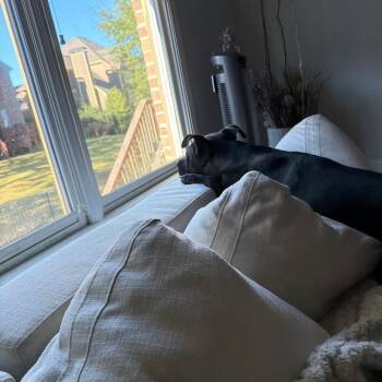 Whezzy -  Pit Bull Terrier Dog for Adoption in Austell, Georgia - Whezzy | PetCurious
