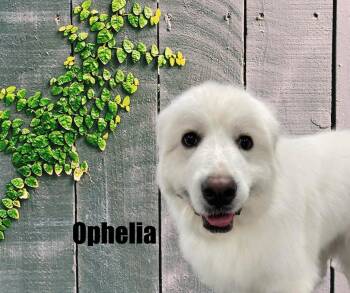 Great Pyrenees Dogs Available for Adoption in Marshville, North Carolina - Ophelia | PetCurious