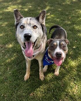 Fable -  Husky and Shepherd Dog for Adoption in Ramona, California - Fable | PetCurious