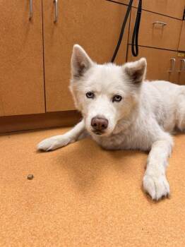 SHAUNA -  Siberian Husky Dog for Adoption in Martinez, California - SHAUNA | PetCurious