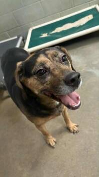 Rescue Beagle and Shepherd Dogs for Adoption in Bowling Green, Kentucky - Lucky | PetCurious