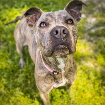 Cookies 22377 -  Mixed Breed and None Dog for Adoption in Middleburg, Florida - Cookies 22377 | PetCurious