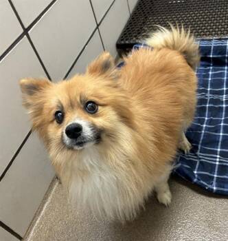 PONYO -  Pomeranian and Mixed Breed Dog for Adoption in Fort Wayne, Indiana - PONYO | PetCurious