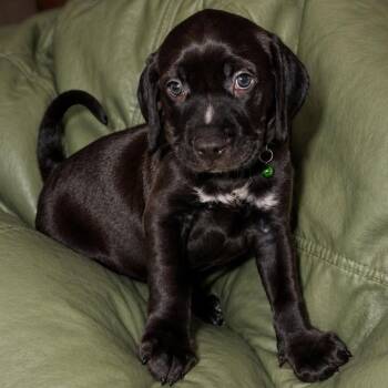 Keroppi -  Labrador Retriever and Pit Bull Terrier Dog for Adoption in Tampa, Florida - Keroppi | PetCurious