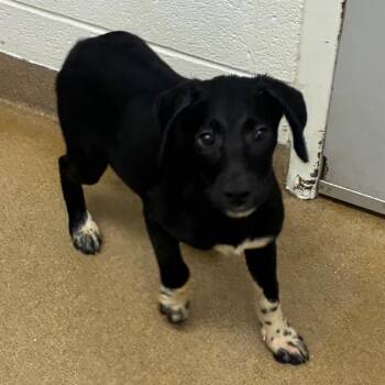 Travertine -  Labrador Retriever Dog for Adoption in Corpus Christi, Texas - Travertine | PetCurious