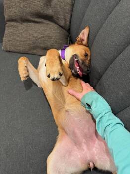 Yaz -  Basenji and Shepherd Dog for Adoption in Portland, Oregon - Yaz | PetCurious