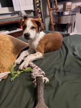 Red -  Mixed Breed Dog for Adoption in Fenton, Missouri - Red | PetCurious