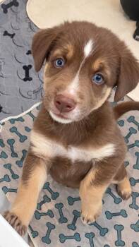 Ethel -  Australian Shepherd and Terrier Dog for Adoption in Valparaiso, Indiana - Ethel | PetCurious