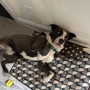 Pit Bull Terrier and Husky Dogs Available for Adoption in Dallas, Texas - Mullins | PetCurious