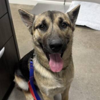 General -  German Shepherd Dog Dog Available for Adoption in Midland, Texas - General | PetCurious
