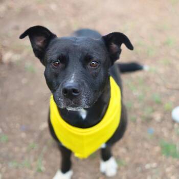 KIRA -  American Staffordshire Terrier Dog for Adoption in San Antonio, Texas - KIRA | PetCurious