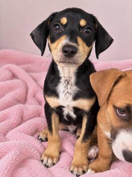 Vincent -  Beagle and Terrier Dog for Adoption in Saugus, Massachusetts - Vincent | PetCurious
