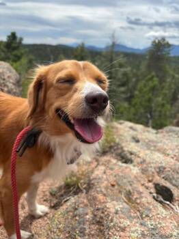 Rudy -  Australian Shepherd and Papillon Dog for Adoption in Boulder, Colorado - Rudy | PetCurious