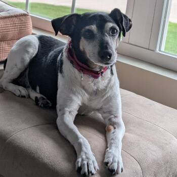 BO PR -  Jack Russell Terrier Dog for Adoption in Union, Missouri - BO PR | PetCurious