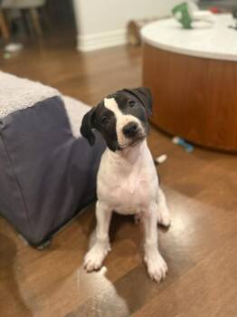 Boxer and Pit Bull Terrier Dogs Available for Adoption in Polson, Montana - Noah | PetCurious