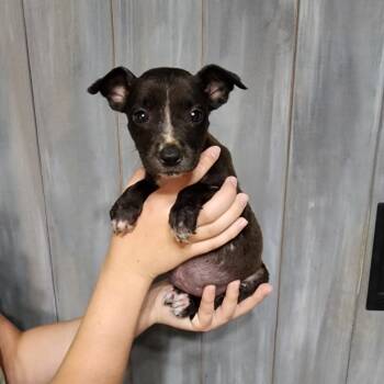 Rescue Mixed Breed Dogs for Adoption in Quincy, Florida - Kim | PetCurious