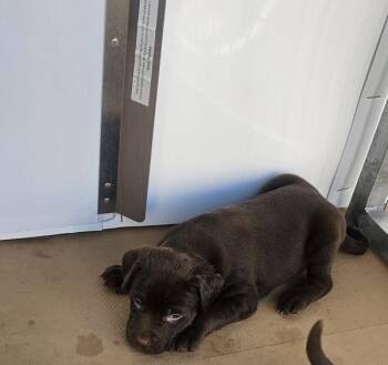 Labrador Retriever and Pit Bull Terrier Dogs Available for Adoption in Cleveland, Tennessee - Draco | PetCurious