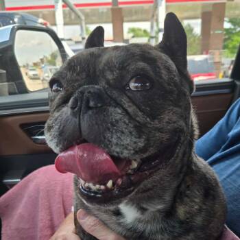 Harold -  French Bulldog Dog for Adoption in St. Peters, Missouri - Harold | PetCurious