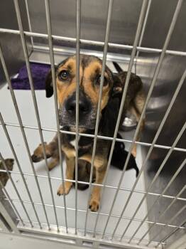 Rescue German Shepherd Dog Dogs for Adoption in Houston, Texas - Shelly | PetCurious