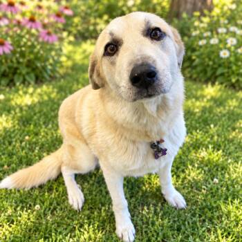 Honey -  Anatolian Shepherd and Mixed Breed Dog for Adoption in Marshall, Texas - Honey | PetCurious