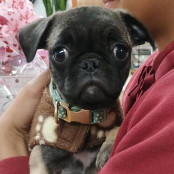 Pug Dogs Available for Adoption - Beluga | PetCurious