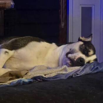 Siberian Husky Dogs Available for Adoption - Charlie  | PetCurious