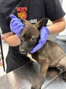 Pen 236 Beetle -  Shepherd and Siberian Husky Dog for Adoption in Lawrenceville, Georgia - Pen 236 Beetle | PetCurious