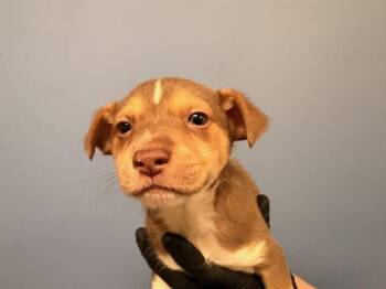 Chihuahua and Mixed Breed Dogs Available for Adoption in Tustin, California - TIGER | PetCurious
