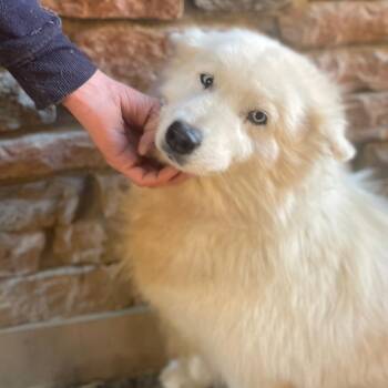 BLANKA -  Samoyed Dog for Adoption in New York, New York - BLANKA | PetCurious
