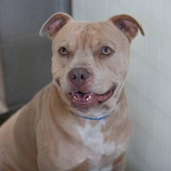 Ghost (S26-32) -  Pit Bull Terrier Dog for Adoption in Peyton, Colorado - Ghost (S26-32) | PetCurious