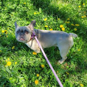 French Bulldog Dogs Available for Adoption in Jersey City, New Jersey - Peanut | PetCurious