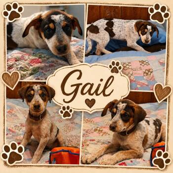 Gail -  Pointer and Beagle Dog for Adoption in Jackson, Tennessee - Gail | PetCurious