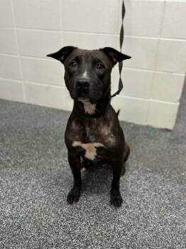 Rescue Mixed Breed Dogs for Adoption in ABRAHAM BALDWIN COLLEGE, Georgia - Bea | PetCurious
