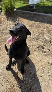 German Shepherd Dog and Labrador Retriever Dogs Available for Adoption - RUGAR | PetCurious