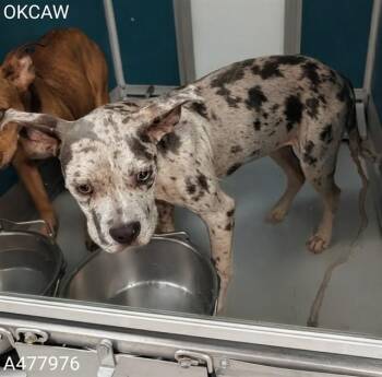 A477976 -  Pit Bull Terrier and Mixed Breed Dog for Adoption in Oklahoma City, Oklahoma - A477976 | PetCurious