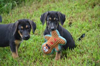 Hopper and Cricket -  Shepherd Dog for Adoption in Amissville, Virginia - Hopper And Cricket | PetCurious