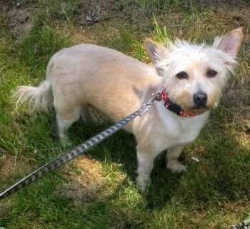 Terrier Dogs Available for Adoption - Teddy F/k/a Trooper | PetCurious