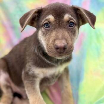 Horace -  German Shepherd Dog Dog for Adoption in Red Bluff, California - Horace | PetCurious