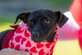 Chihuahua and Dachshund Dogs Available for Adoption - Talia | PetCurious