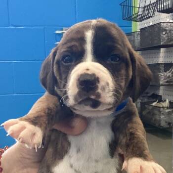 Chocolate Labrador Retriever Dogs Available for Adoption in Montgomery, Alabama - Zack | PetCurious