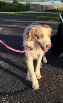 1162 Chaos -  Australian Shepherd Dog for Adoption in Ringwood, Illinois - 1162 Chaos | PetCurious