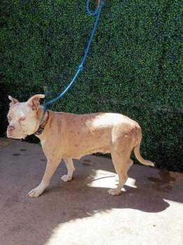 61224072 -  Pit Bull Terrier and Mixed Breed Dog for Adoption in El Paso, Texas - 61224072 | PetCurious