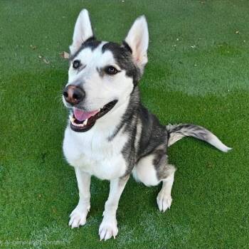 Shakira OS NV -  Husky Dog for Adoption in Las Vegas, Nevada - Shakira OS NV | PetCurious