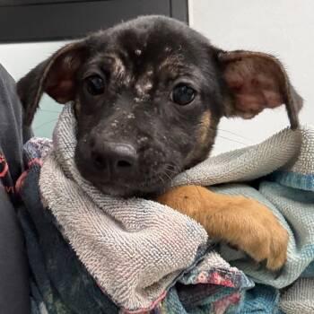 London -  Australian Shepherd and Mixed Breed Dog for Adoption in Abilene, Texas - London | PetCurious