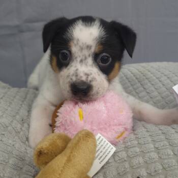 Rescue Pointer and Mixed Breed Dogs for Adoption - Freckles (Inkspot Litter) | PetCurious