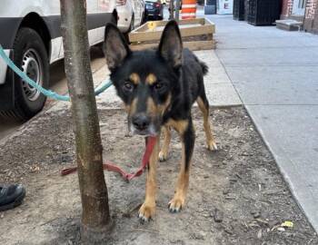 Monty -  Mixed Breed Dog for Adoption in New York, New York - Monty | PetCurious