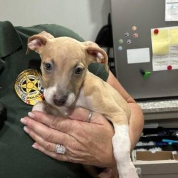 Bingo -  Whippet and Mixed Breed Dog for Adoption in Buchanan Dam, Texas - Bingo | PetCurious